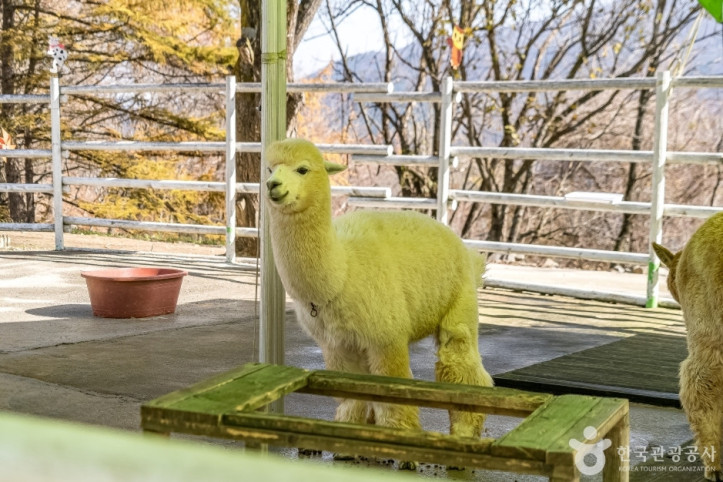알파카골드팜_3_공공3유형.jpg