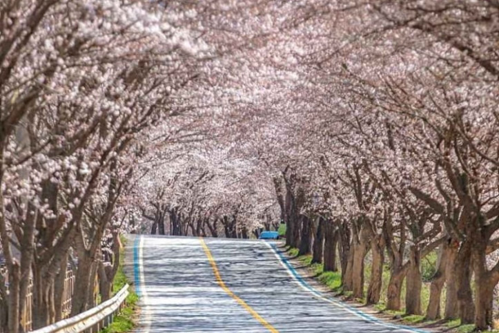 십리벚꽃길_4_공공3유형.jpg