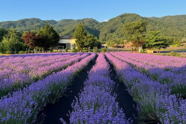 하늬라벤더팜_1_공공3유형.jpg