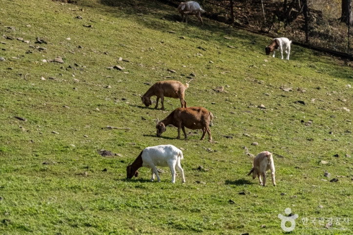 하늘마루염소목장_9_공공3유형.jpg
