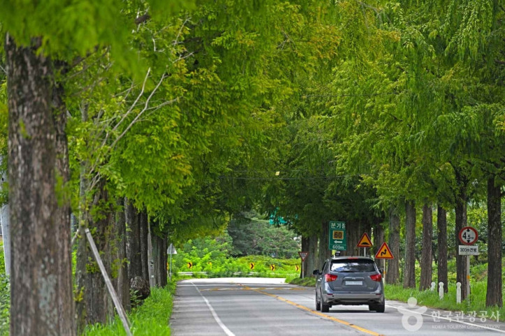 곡성_메타세쿼이아길_7_공공3유형.JPG