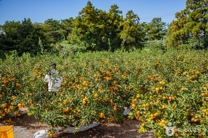 맛동산_감귤체험농장_2_공공3유형.jpg