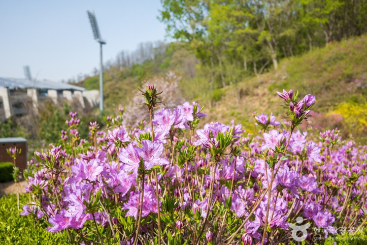 진달래동산_2_공공3유형.jpg