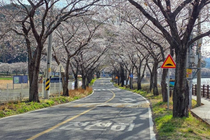 달창지_벚꽃길_6_공공3유형.jpg
