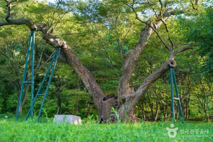 포항_마북리_느티나무_1_공공1유형.jpg