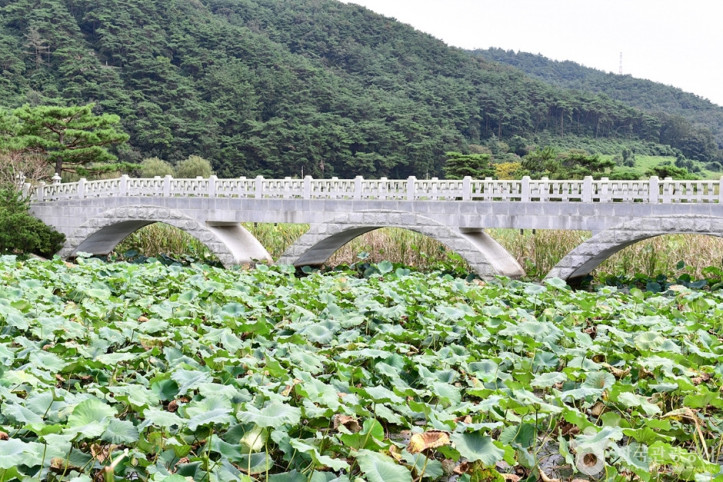 보은강_연꽃방죽_8_공공3유형.jpg