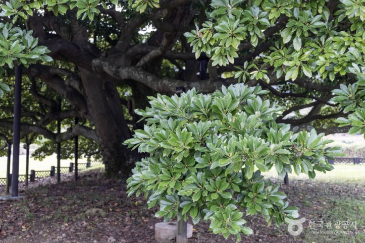 남해_창선도_왕후박나무_4_공공1유형.jpg