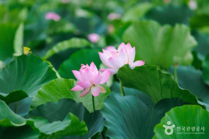 연꽃테마파크_2_공공1유형.jpg