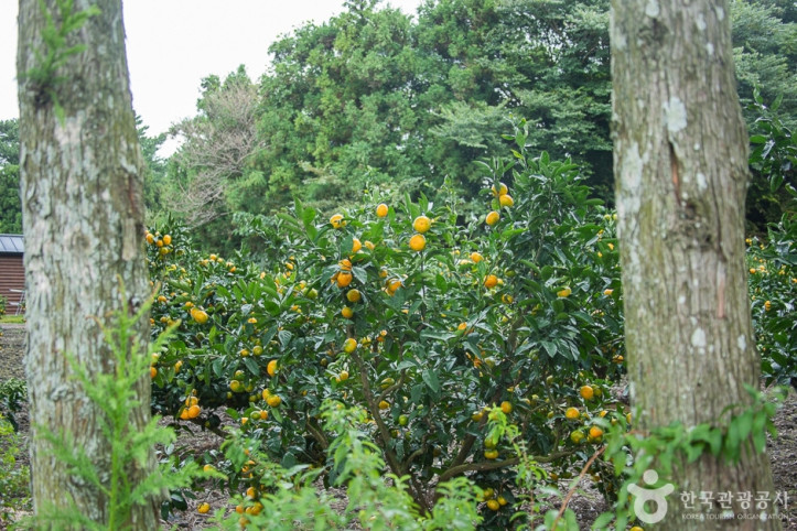 보메와산감귤체험농장_7_공공3유형.jpg