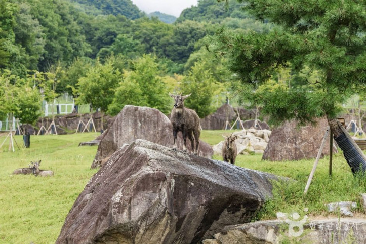 양구_산양·사향노루센터_5_공공1유형.jpg