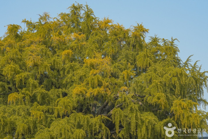 장수동은행나무_4_공공3유형.jpg