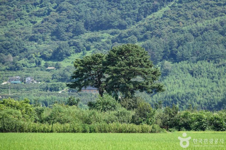 평사리부부소나무_4_공공3유형.JPG