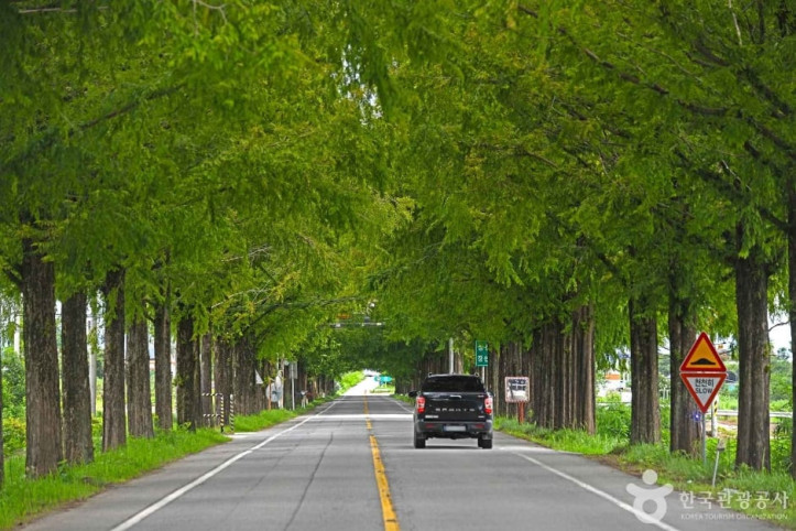곡성_메타세쿼이아길_2_공공3유형.JPG