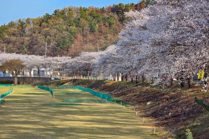 달창지_벚꽃길_4_공공3유형.jpg