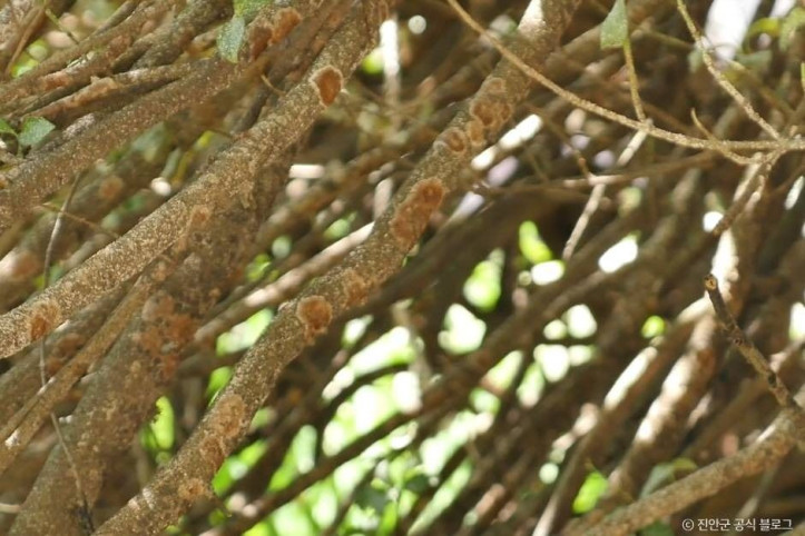 진안_마이산_줄사철나무_군락_2_공공3유형.jpg