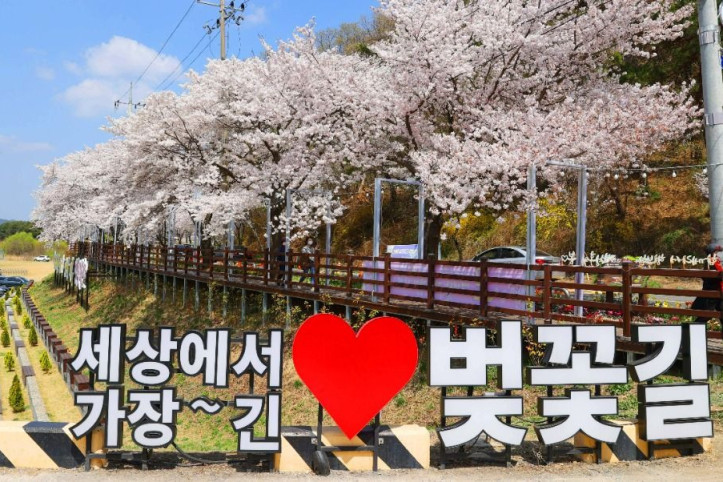 대청호_벚꽃길_1_공공3유형.jpg