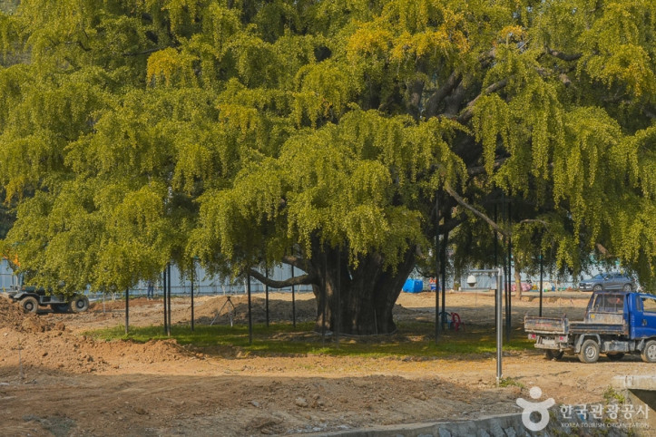 장수동은행나무_3_공공3유형.jpg