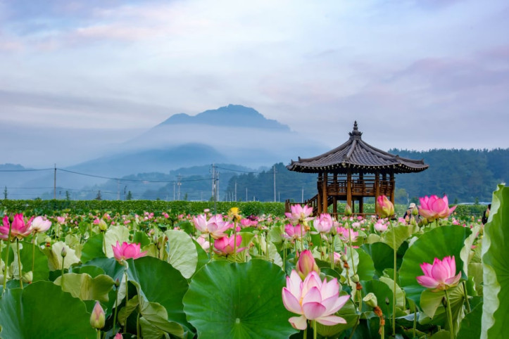 함안_연꽃테마파크_2_공공3유형.JPG