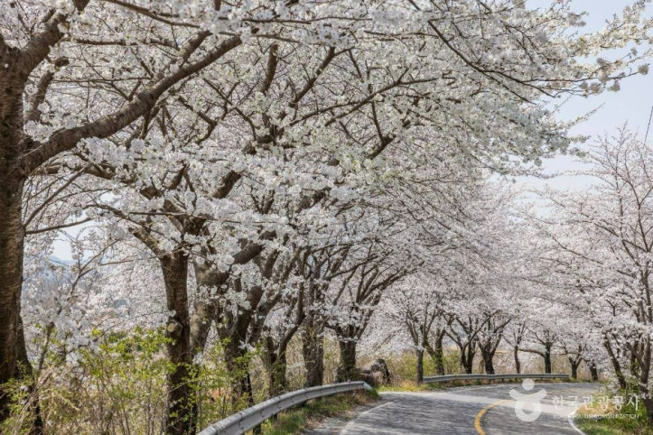 낙안읍성_벚꽃길_4_공공1유형.jpg