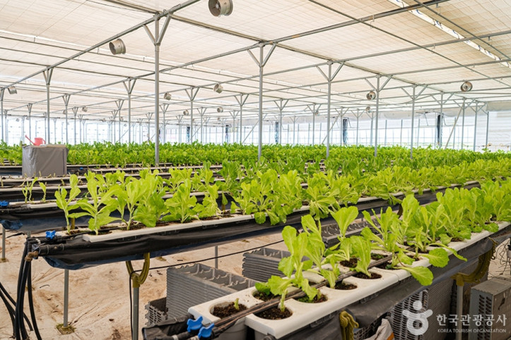 포천딸기힐링팜_3_공공3유형.jpg