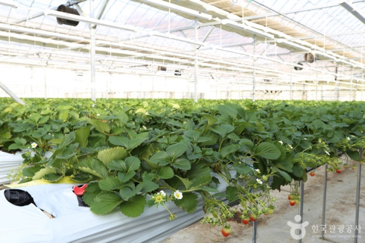 별마을딸기체험농장_3_공공3유형.JPG