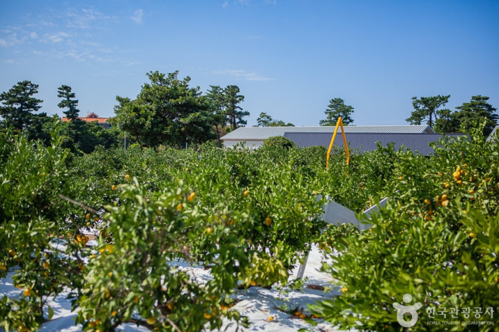 달달미깡감귤밭_7_공공3유형.jpg