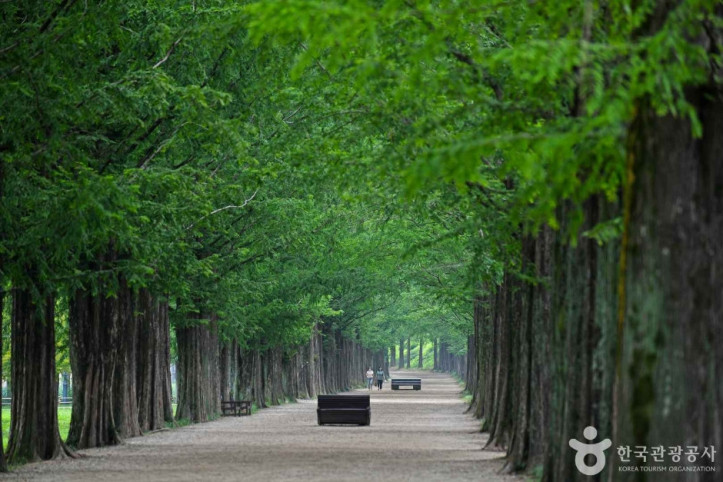 담양_메타세쿼이아길_4_공공3유형.jpg
