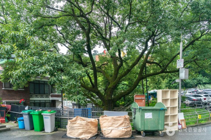 서울_신림동_굴참나무_2_공공1유형.JPG