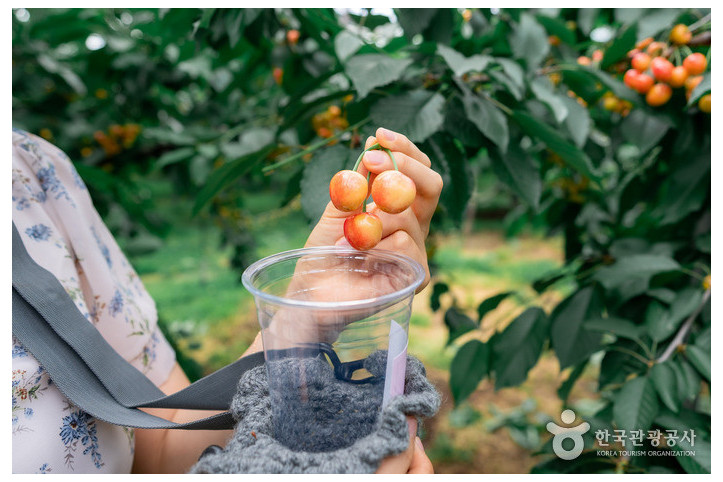 청하체리힐_체리농장_2_공공3유형.jpg