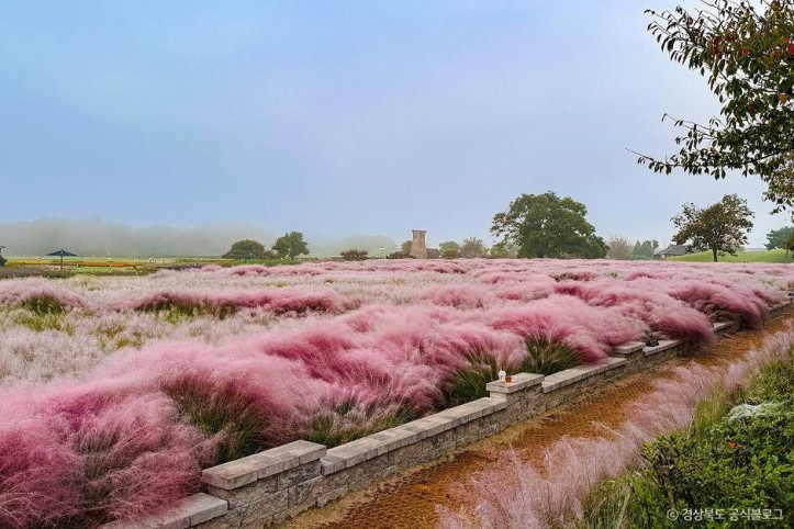 경주_핑크뮬리(경주_핑크뮬리_군락지)_3_공공3유형.jpg