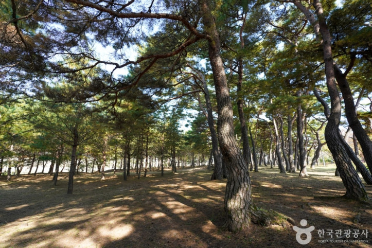 만송정_숲_10_공공3유형.jpg