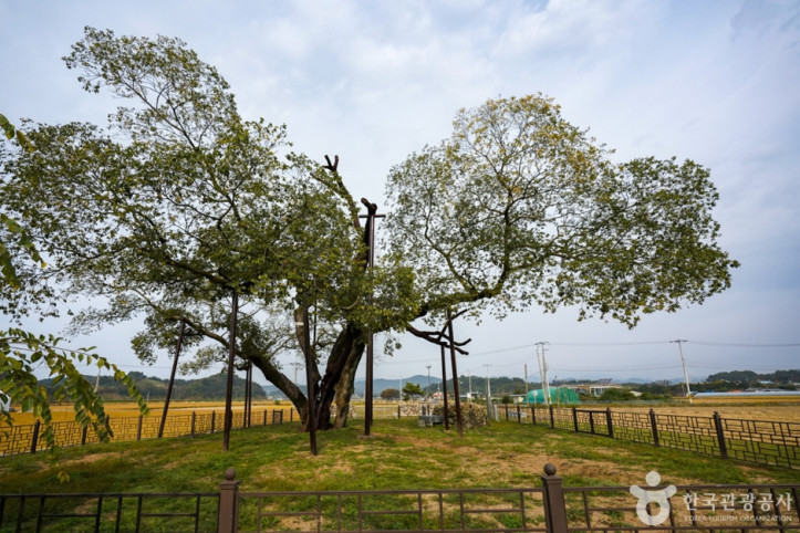 예천_금남리_황목근(팽나무)_9_공공3유형.jpg