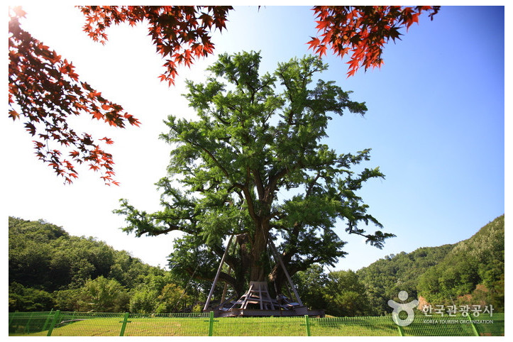 안동_용계리_은행나무_4_공공3유형.jpg