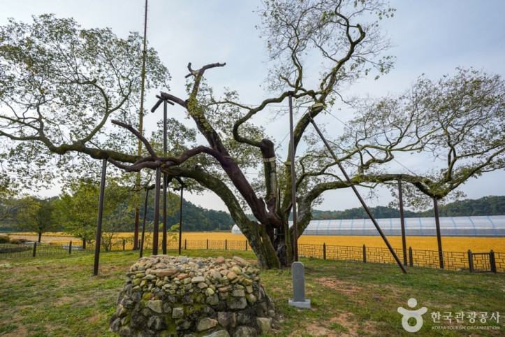 예천_금남리_황목근(팽나무)_3_공공3유형.jpg