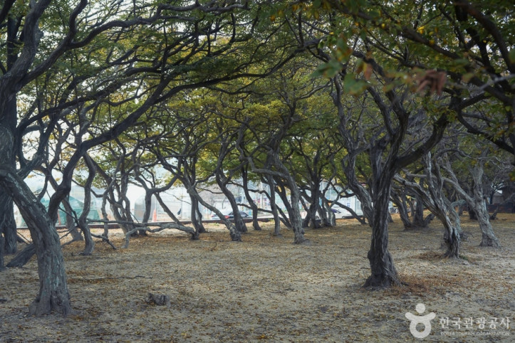 소사나무_군락지_6_공공3유형.jpg