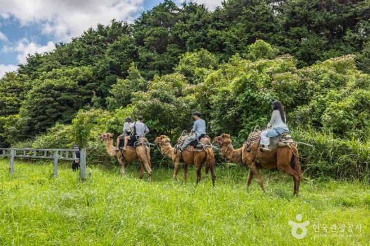 낙타트레킹_4_공공1유형.jpg