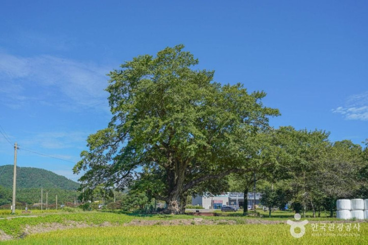 장흥_어산리_푸조나무_3_공공1유형.jpg