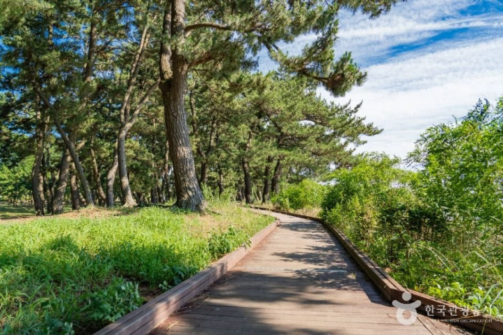 궁평해송군락지_5_공공1유형.jpg