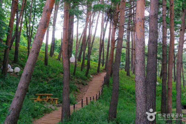 강릉_솔향수목원_5_공공1유형.jpg