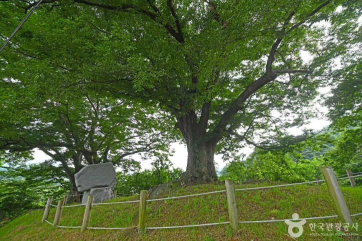 장수_봉덕리_느티나무_3_공공3유형.JPG