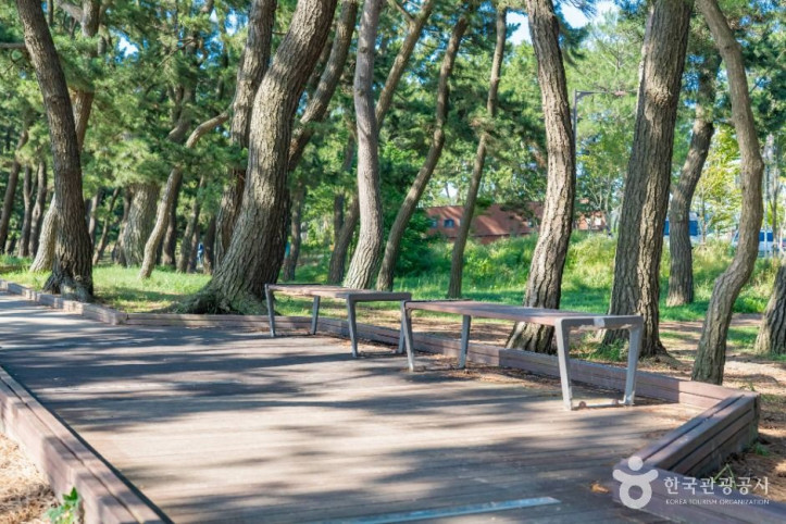 궁평해송군락지_4_공공1유형.jpg
