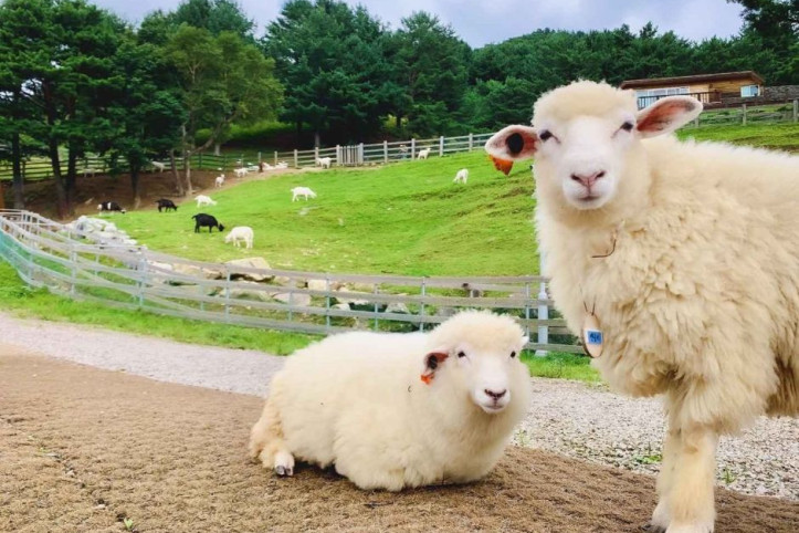 순수_양떼목장_4_공공3유형.jpg
