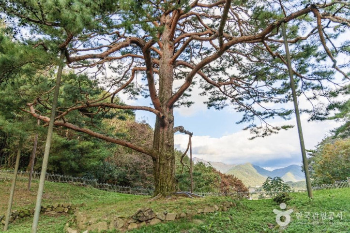 괴산_적석리_소나무_3_공공1유형.jpg