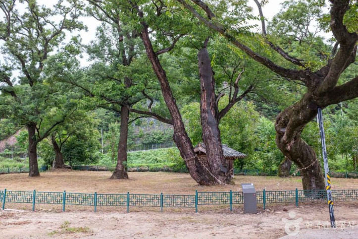 안동_송사동_소태나무_2_공공3유형.jpg