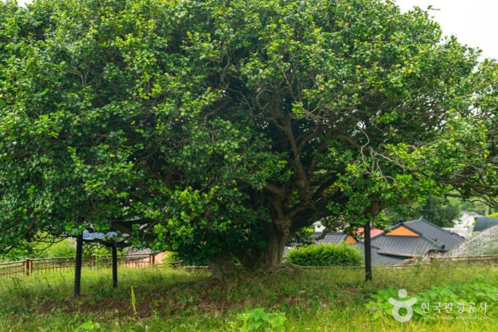 거제_외간리_동백나무_3_공공1유형.jpg