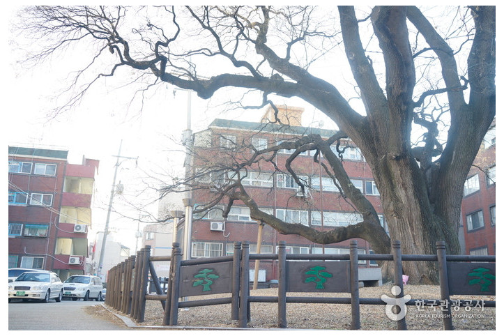 인천_신현동_회화나무_1_공공3유형.jpg