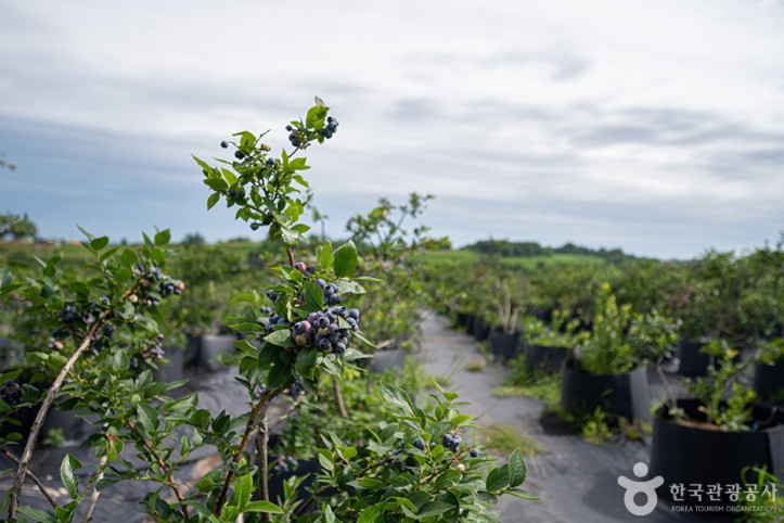뜰안에_블루베리_농원_3_공공3유형.jpg