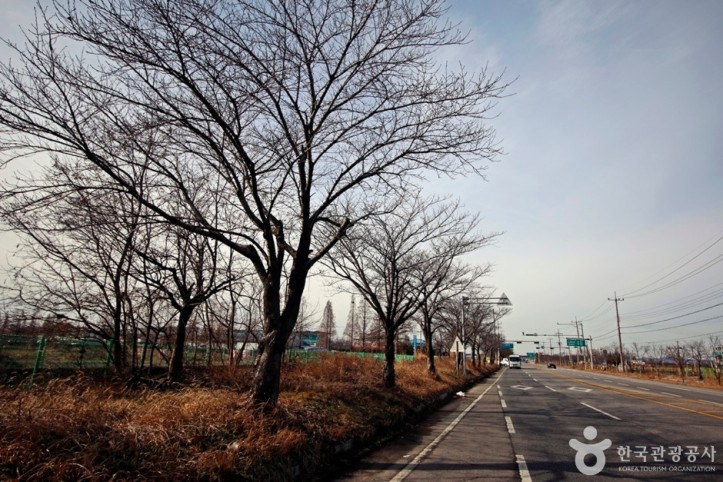 전군가도100리벚꽃길_1_공공3유형.JPG