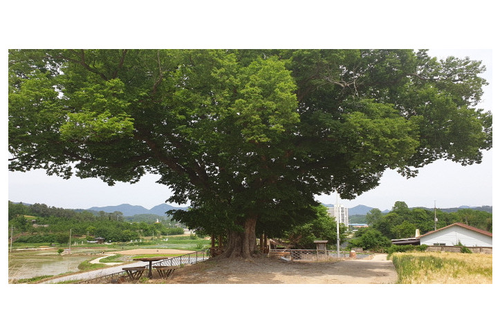구미_낙성리_느티나무_3_공공3유형.jpg