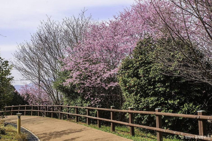 진해_벚꽃공원_3_공공3유형.jpg